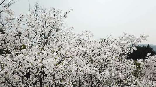 樱花广场樱花飘落樱花环绕樱花航拍视频的预览图