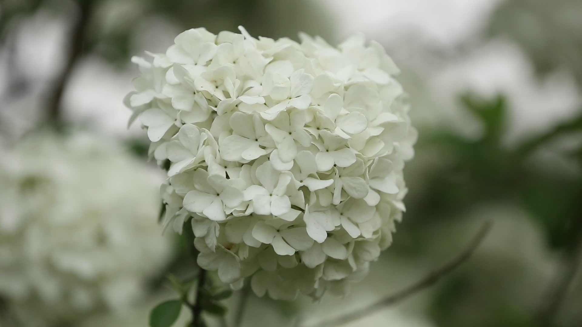 特写一朵琼花飘摇雪白花朵花蕊唯美高清视频视频的预览图