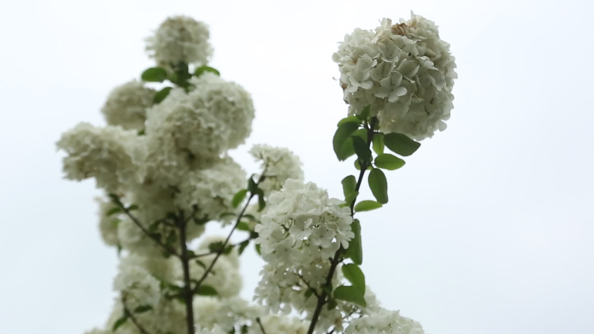特写琼花一朵琼花飘摇雪白花朵花蕊唯美高清视频视频的预览图