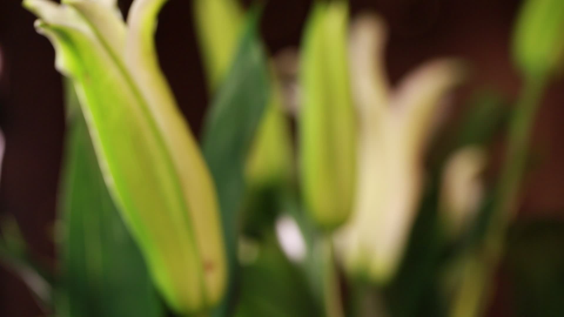 鲜花家居装饰百合花视频的预览图