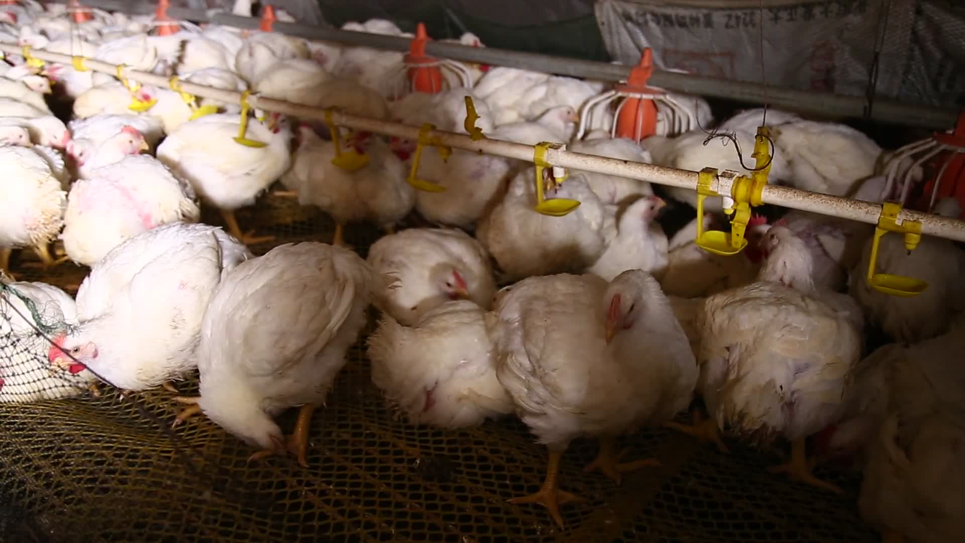 白羽鸡肉鸡养殖视频的预览图