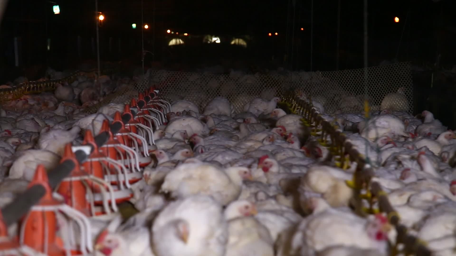 激素鸡谣言探秘鸡肉养殖场视频的预览图