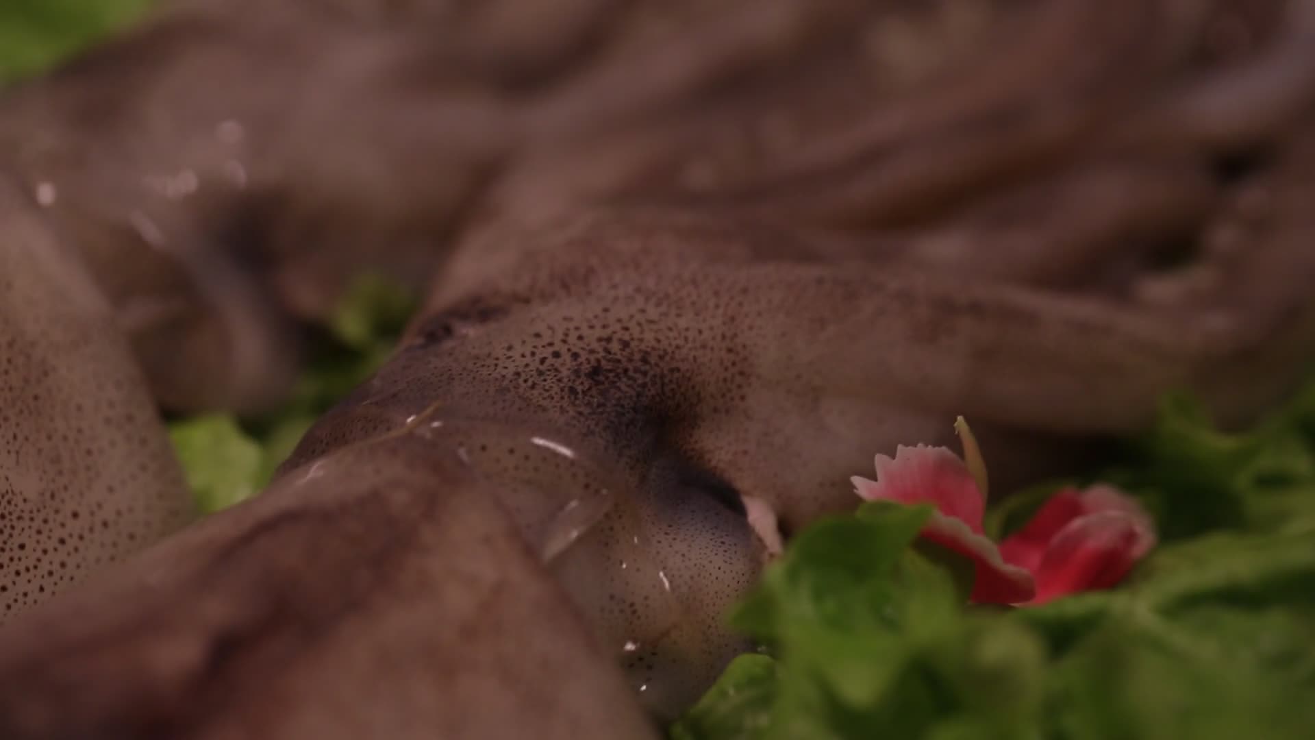 八爪鱼章鱼海鮹视频的预览图