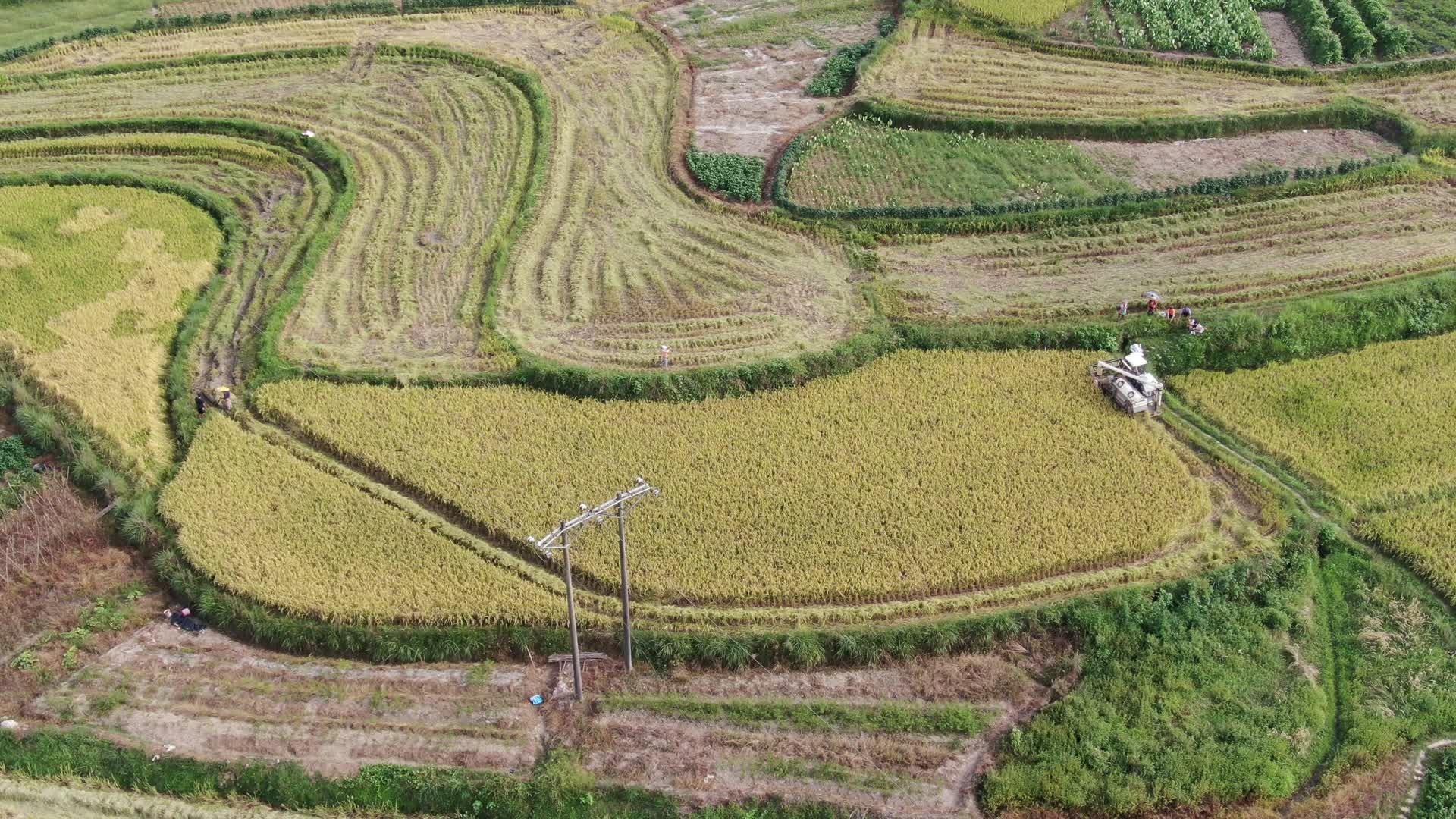 农业种植金黄稻田航拍视频的预览图