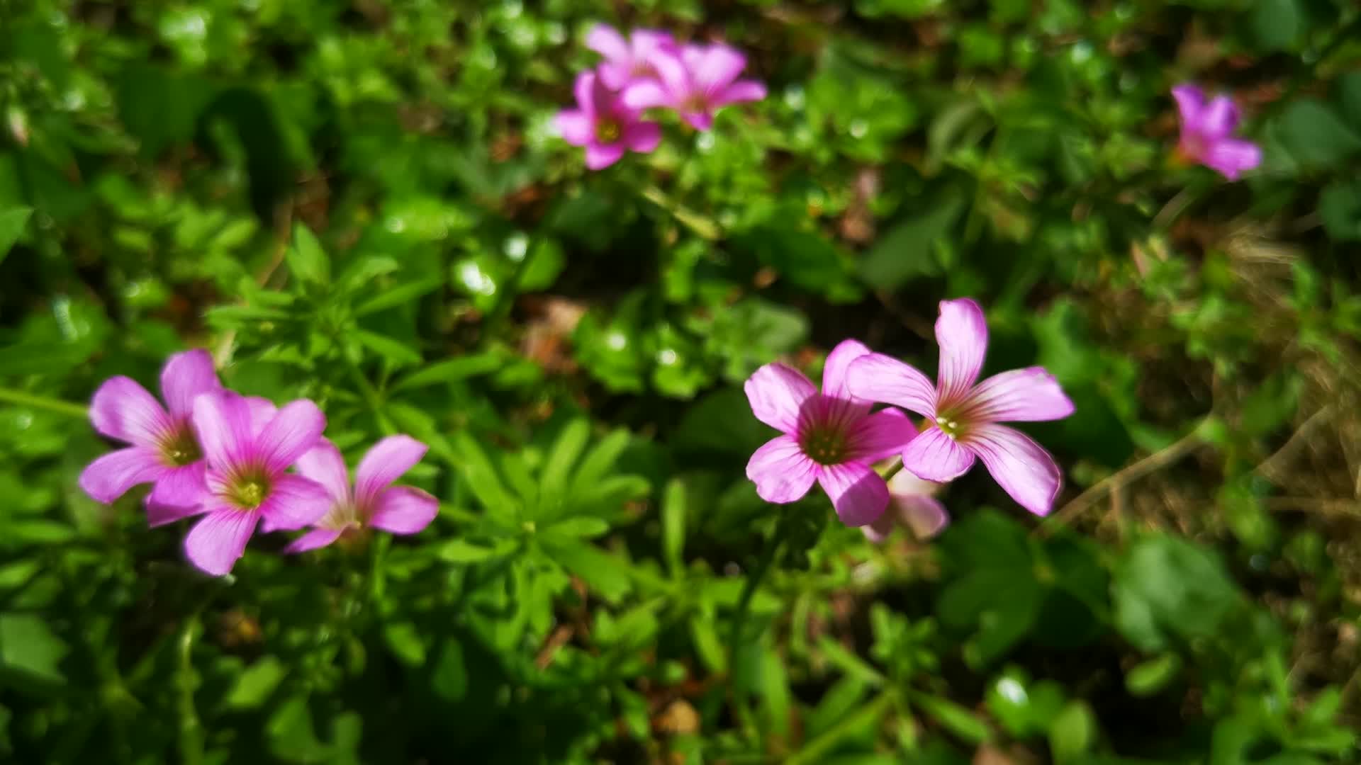 实拍春季鲜花盛开植物视频的预览图