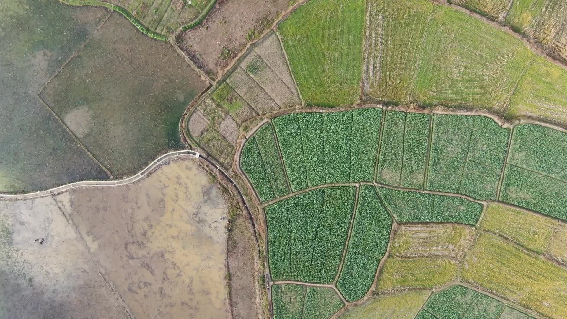 航拍农业种植农田农作物视频的预览图