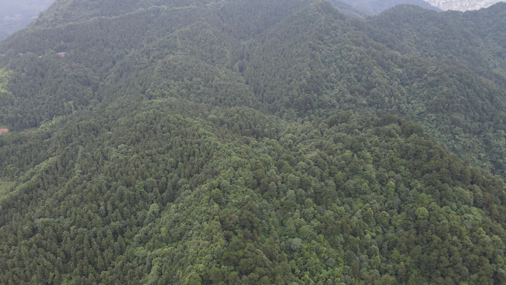 航拍大自然绿色植物森林视频的预览图