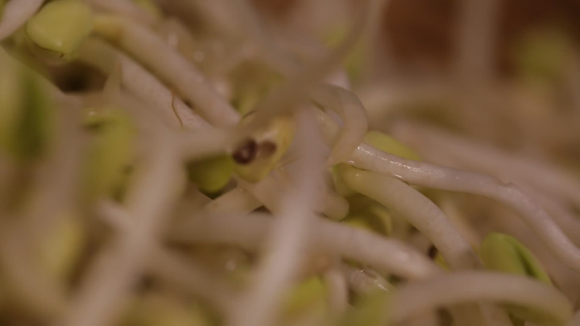 绿豆芽嫩豆芽视频的预览图