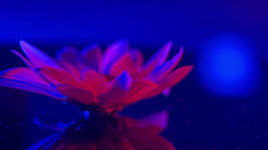 红蓝光鲜花摄影雏菊非洲菊视频的预览图
