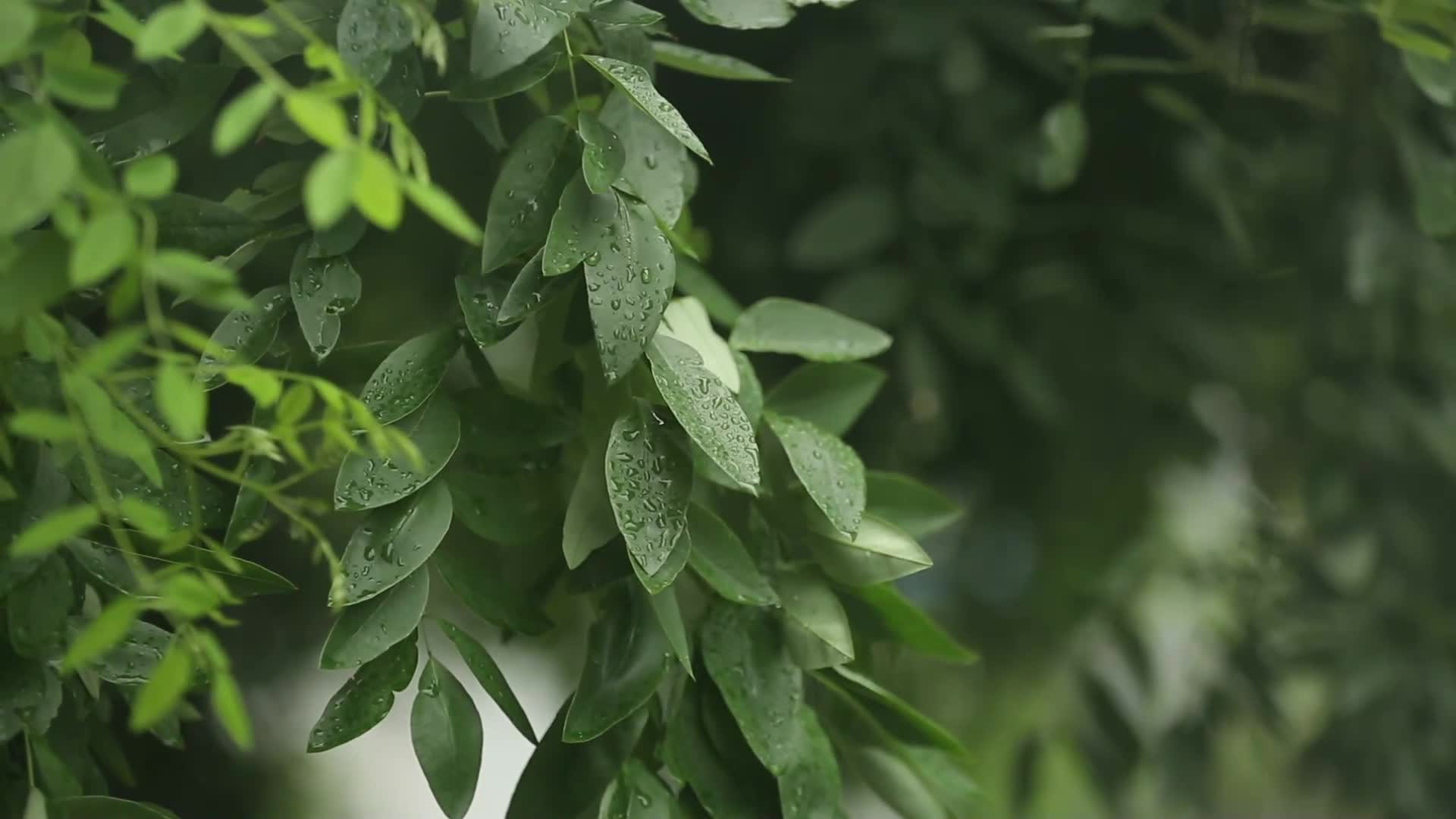 下雨植物叶子滴水绿叶天空视频的预览图