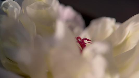 微距鲜花摄影富贵芍药洋牡丹视频的预览图