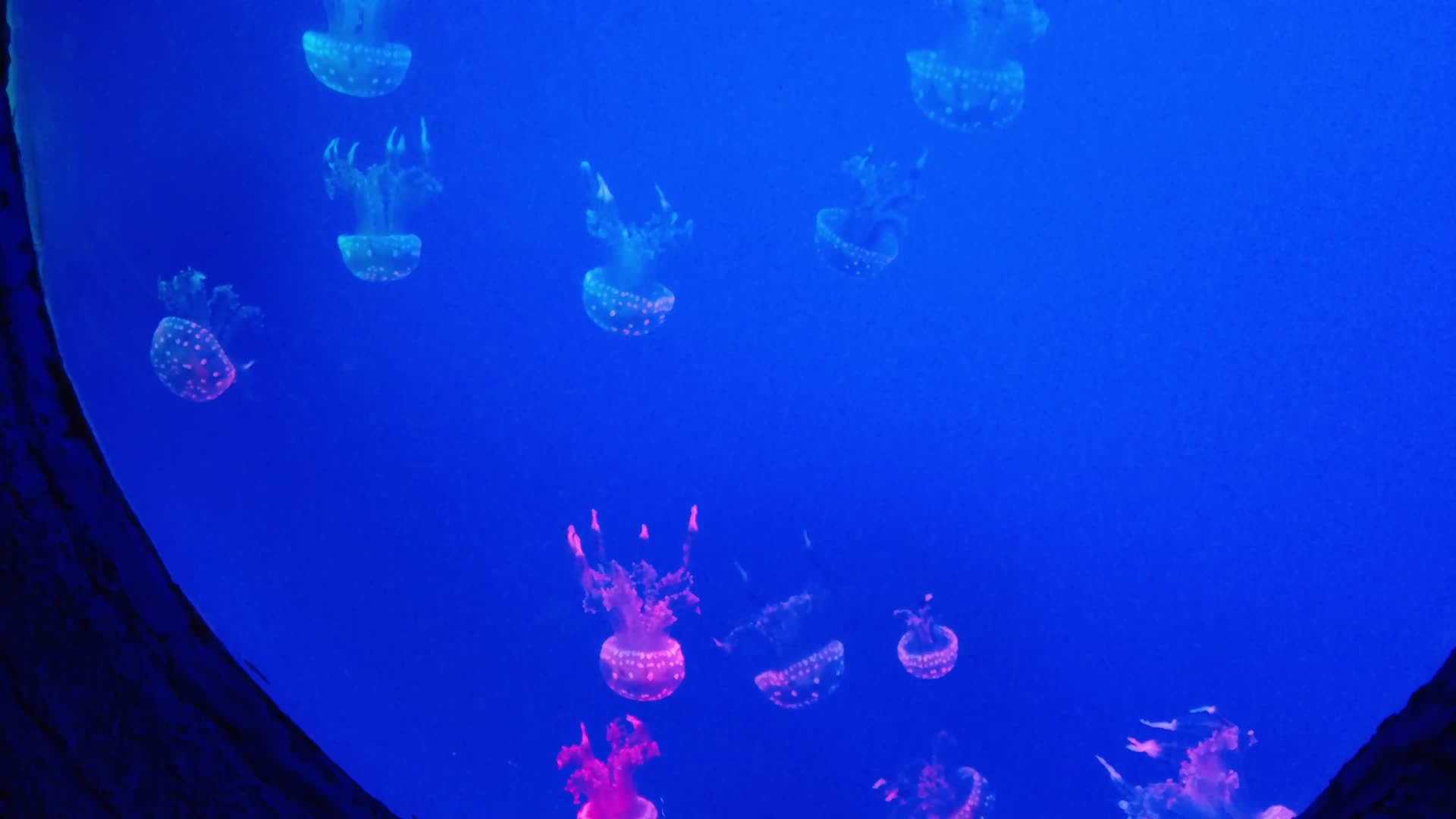 水族馆各种水母视频的预览图