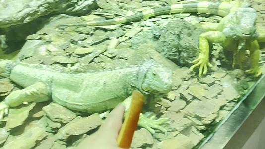 各种蜥蜴爬虫猎蜥巨人蜥哥斯拉守宫视频的预览图