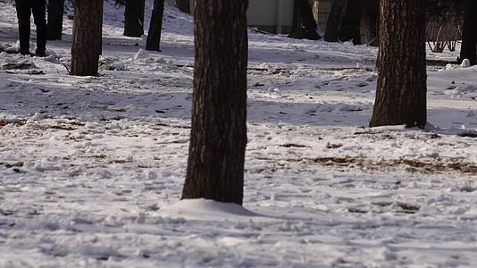 冬季下雪树林孩子打雪仗玩雪视频的预览图