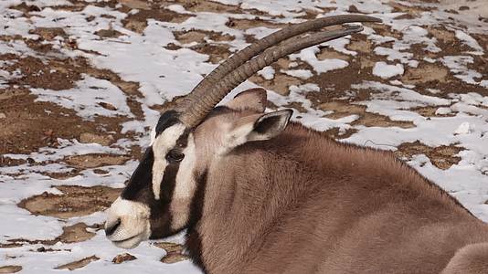 瞪羚藏羚羊动物园野生动物保护动物视频的预览图