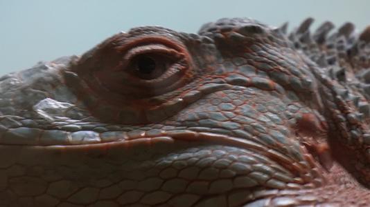 冷血动物蜥蜴爪子眼睛皮肤各部分特写视频的预览图