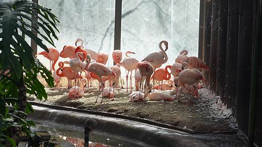 火烈鸟保护动物热带鸟类视频的预览图