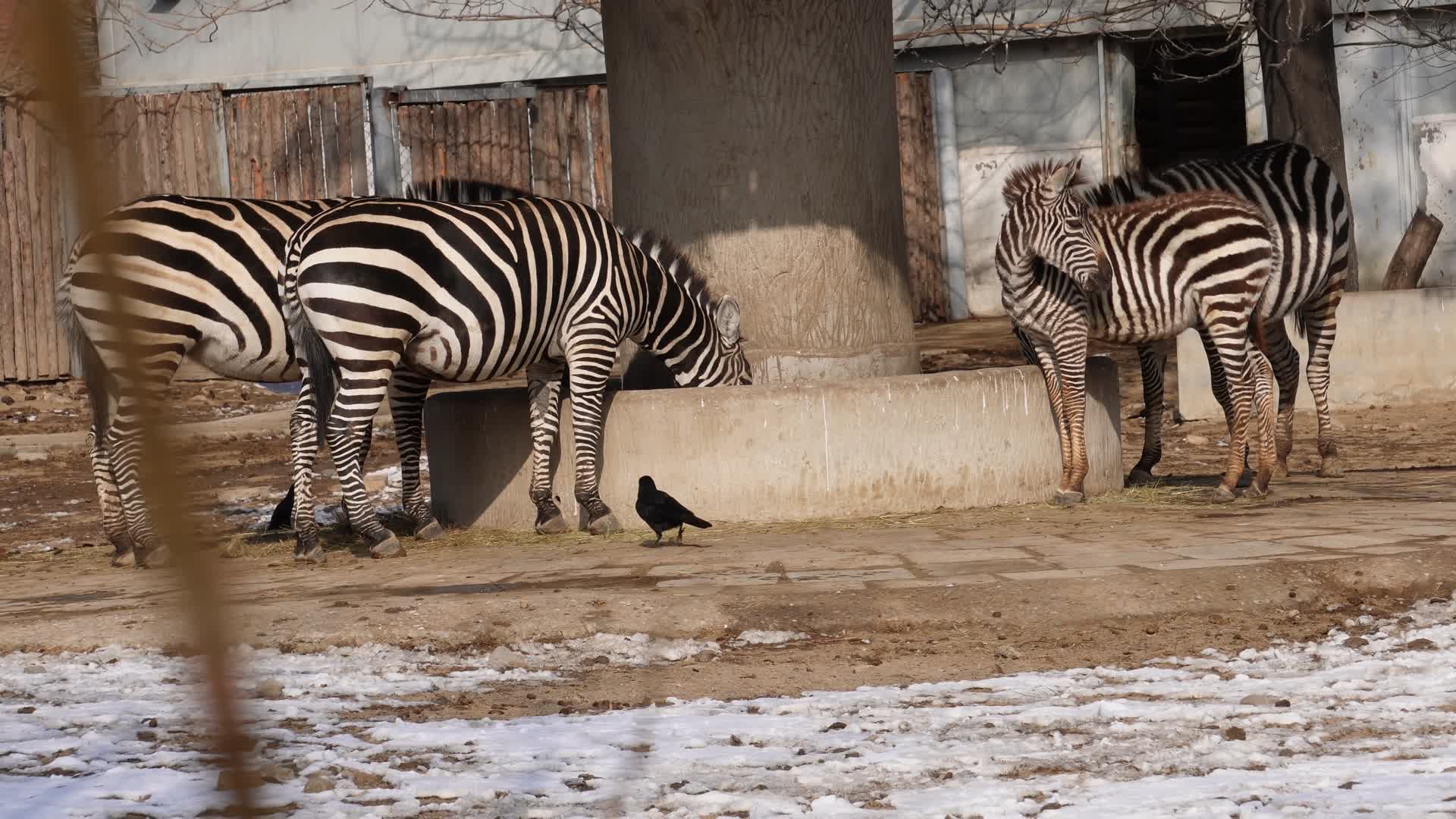国家级保护动物野生动物斑马幼崽视频的预览图