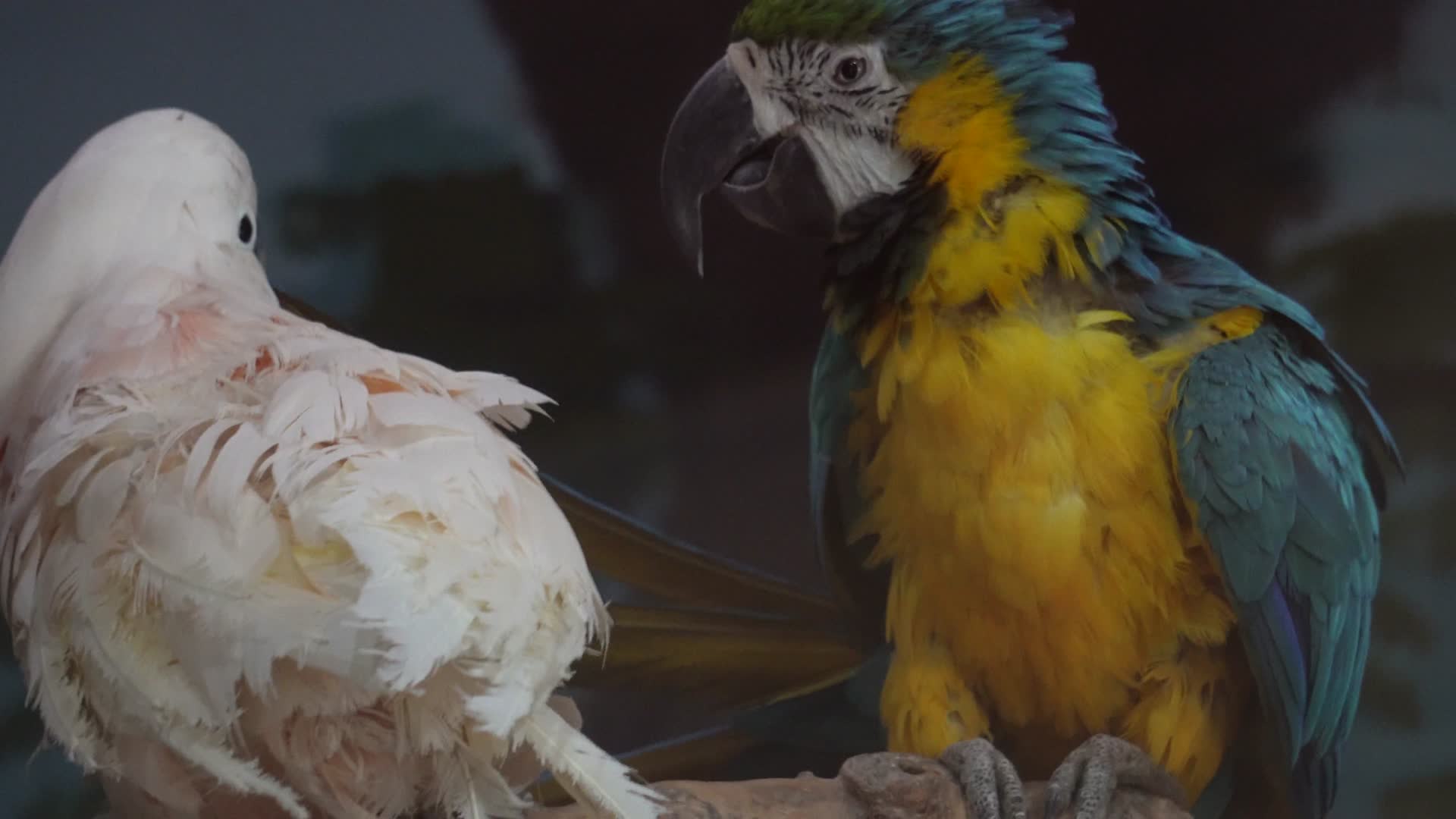 两只鹦鹉嬉戏鸟类漂亮羽毛视频的预览图