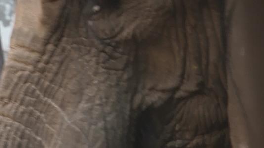 关在笼子里的大象眼睛耳朵象牙视频的预览图