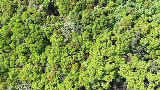 俯拍绿色植物森林视频的预览图