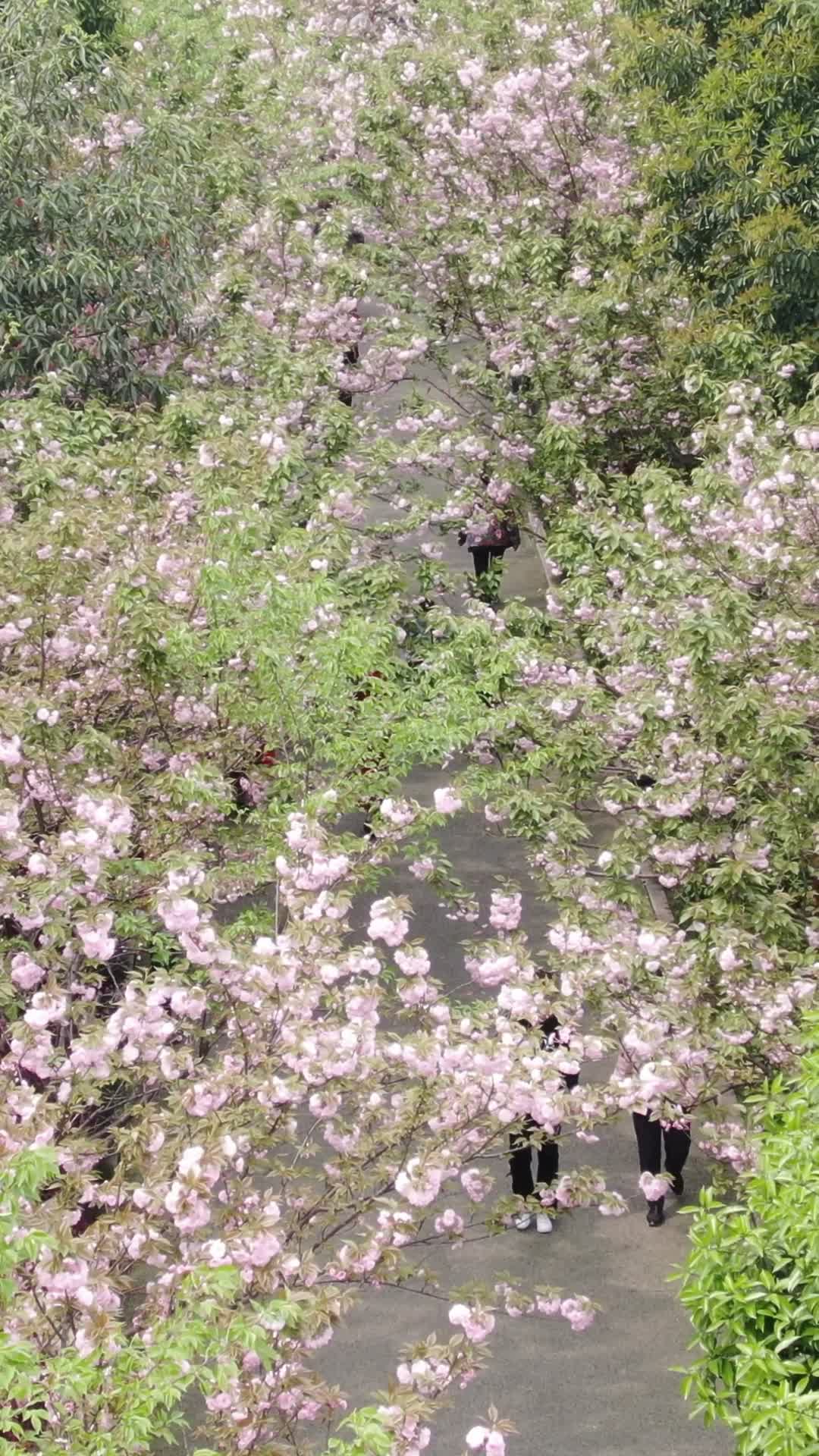 航拍樱花盛开竖屏视频的预览图