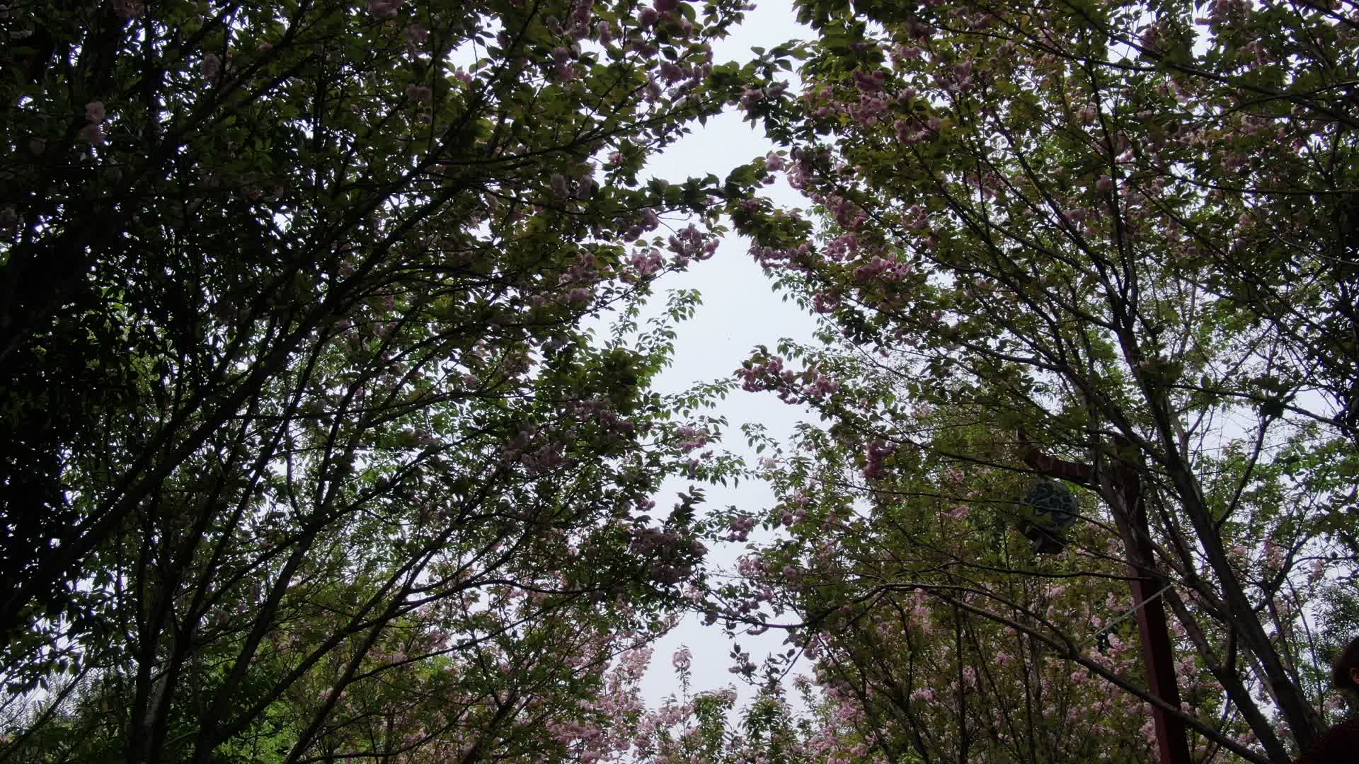 航拍樱花林樱花盛开视频的预览图