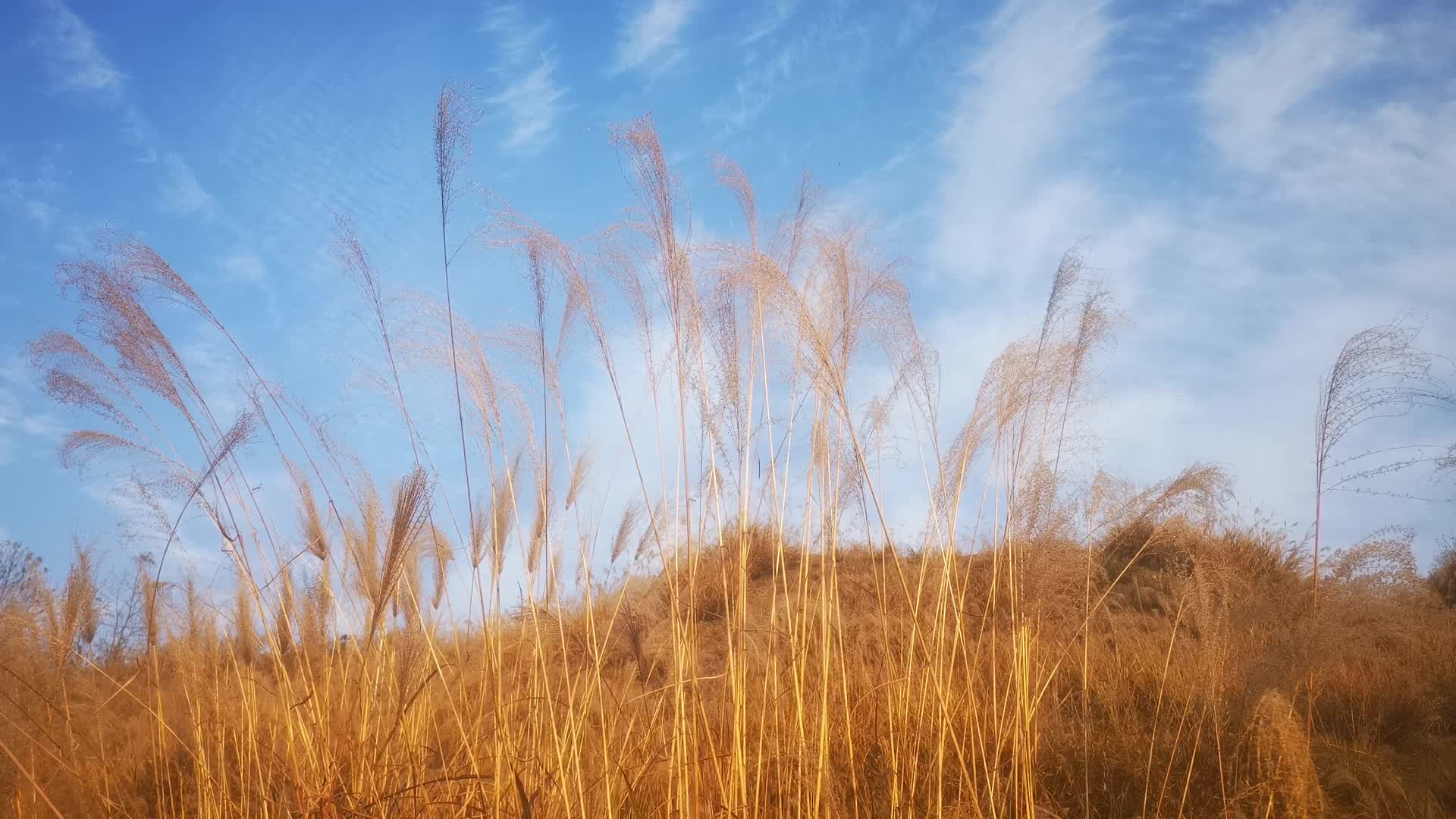 实拍秋天枯萎芦苇植物视频的预览图