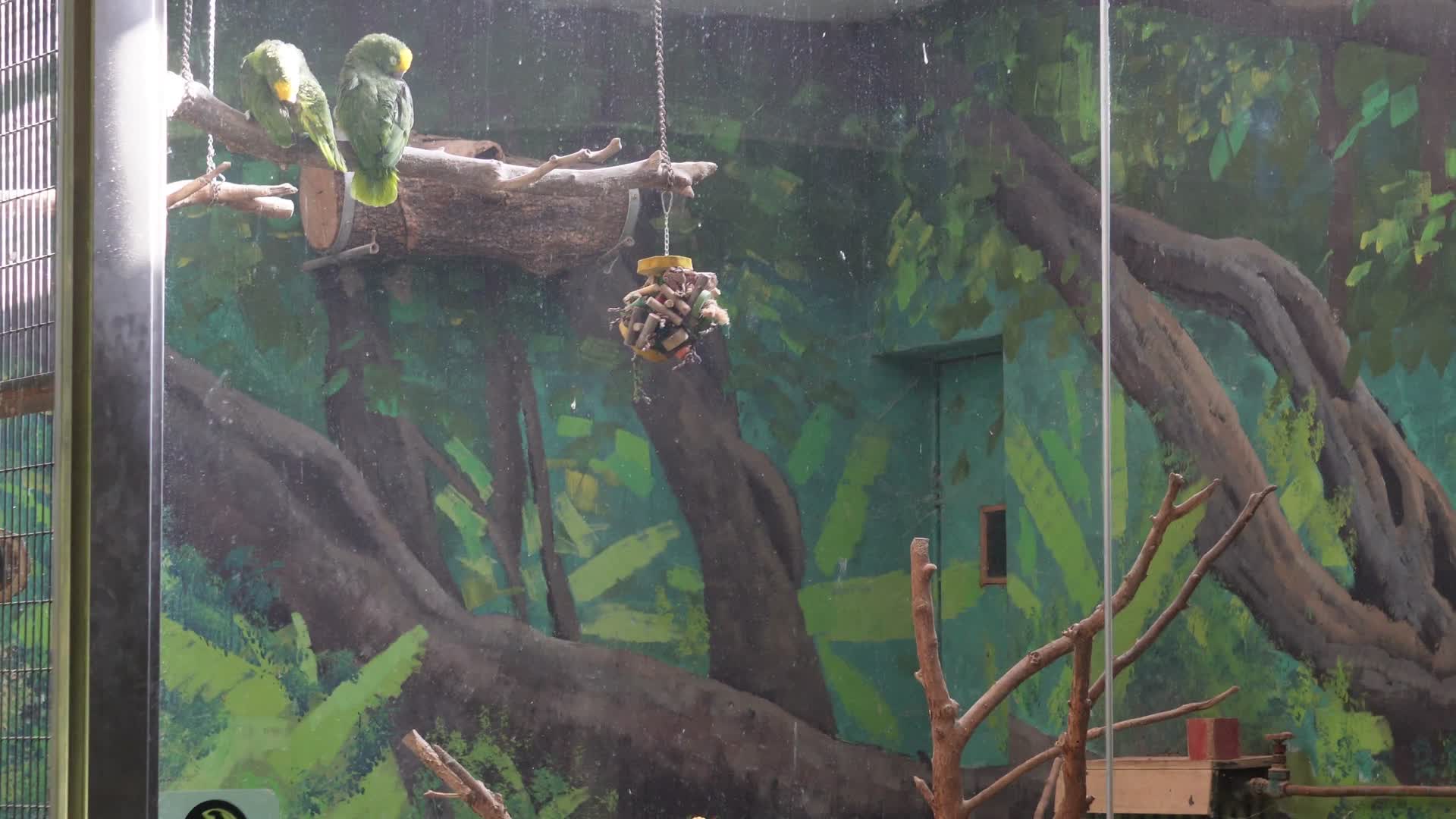 笼子里的鸟类鹦鹉漂亮视频的预览图