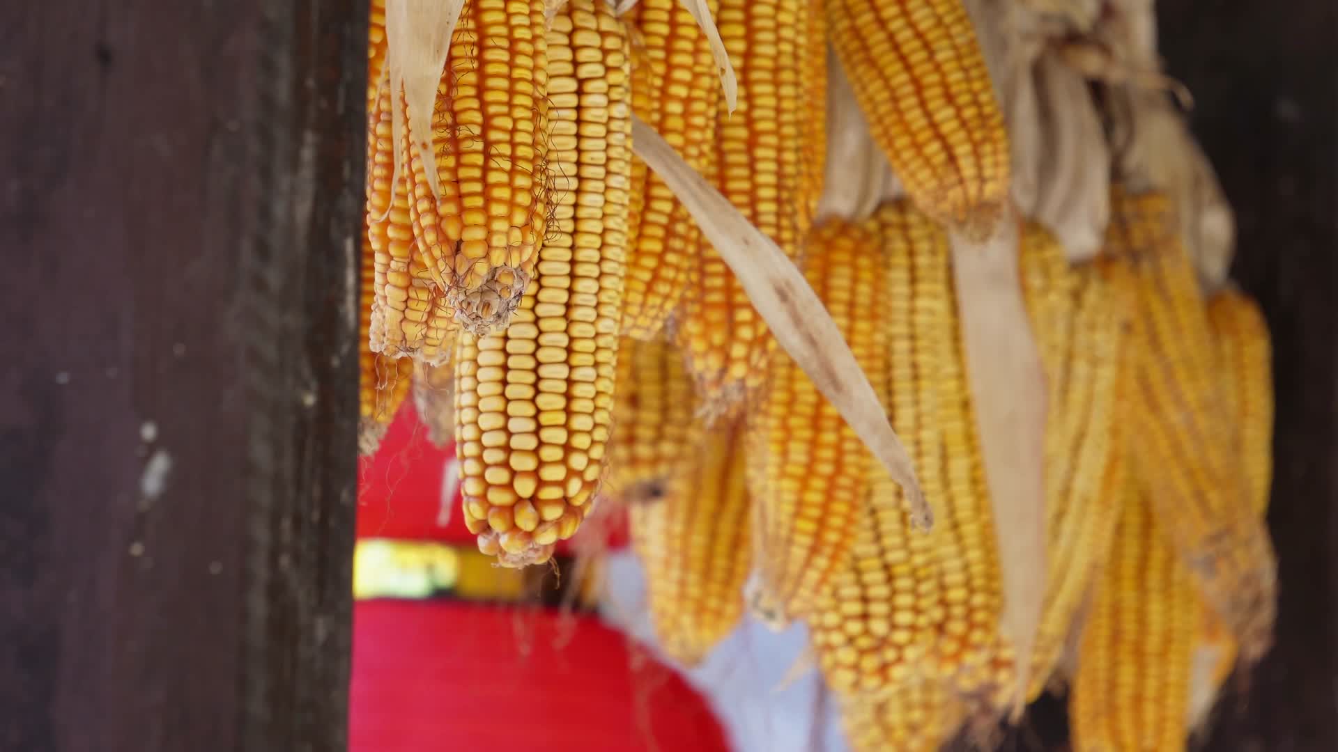 特写近景老玉米苞米包谷晾晒视频的预览图