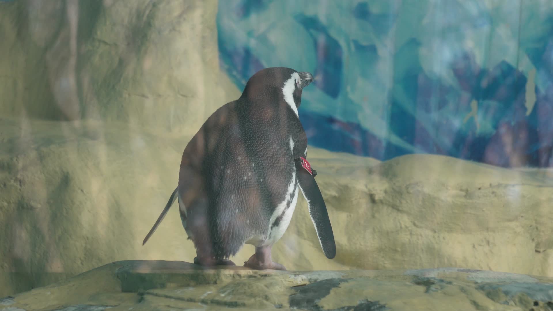 南极企鹅帝王企鹅动物园水族馆视频的预览图