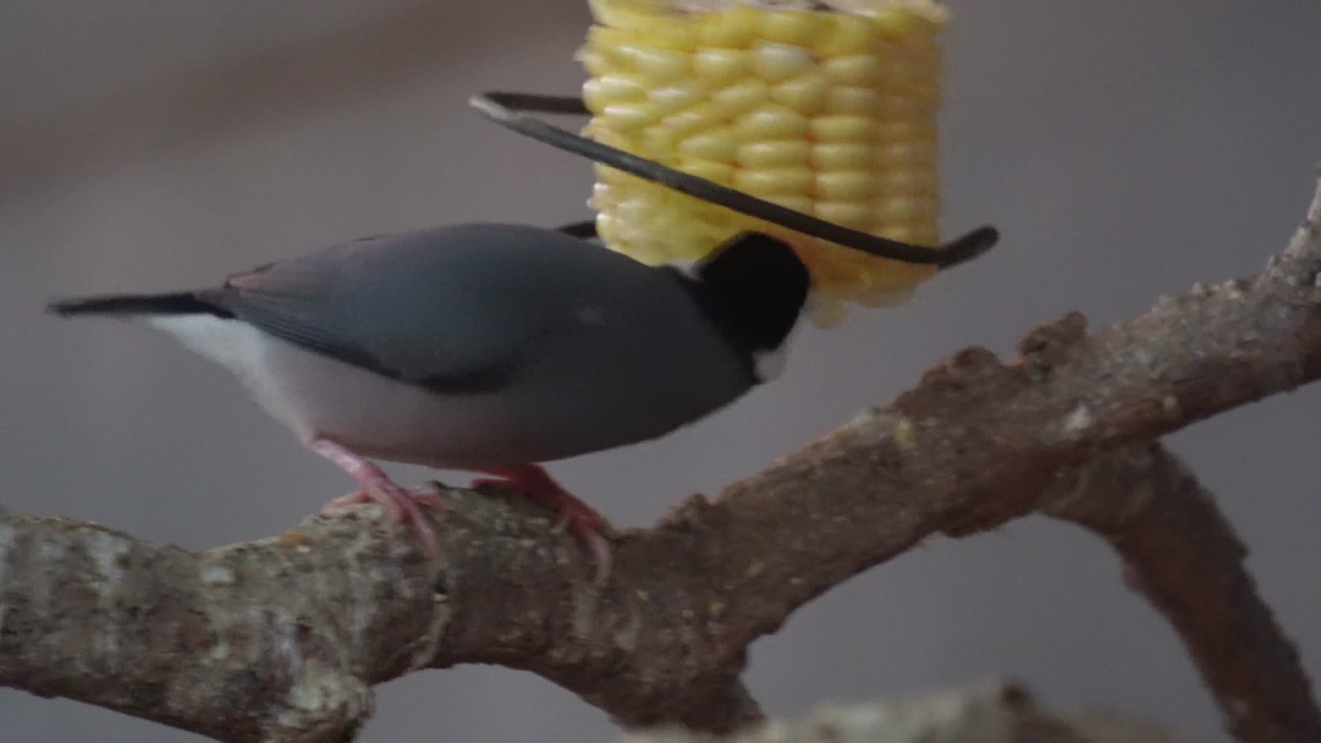 山雀吃玉米进食小鸟鸟类视频的预览图