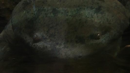 水下娃娃鱼大鲵保护动物濒临灭绝视频的预览图