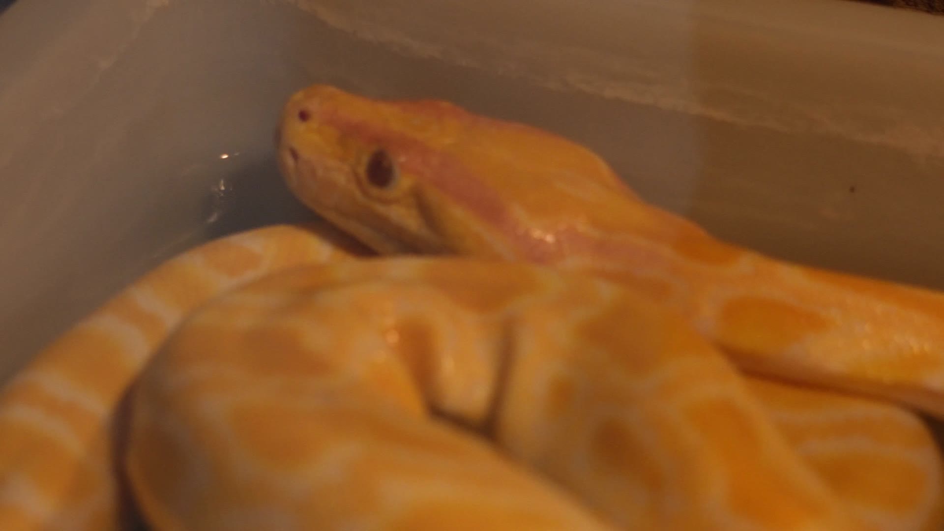 盘在一起的蟒蛇黄金蟒特写舌头蛇皮视频的预览图