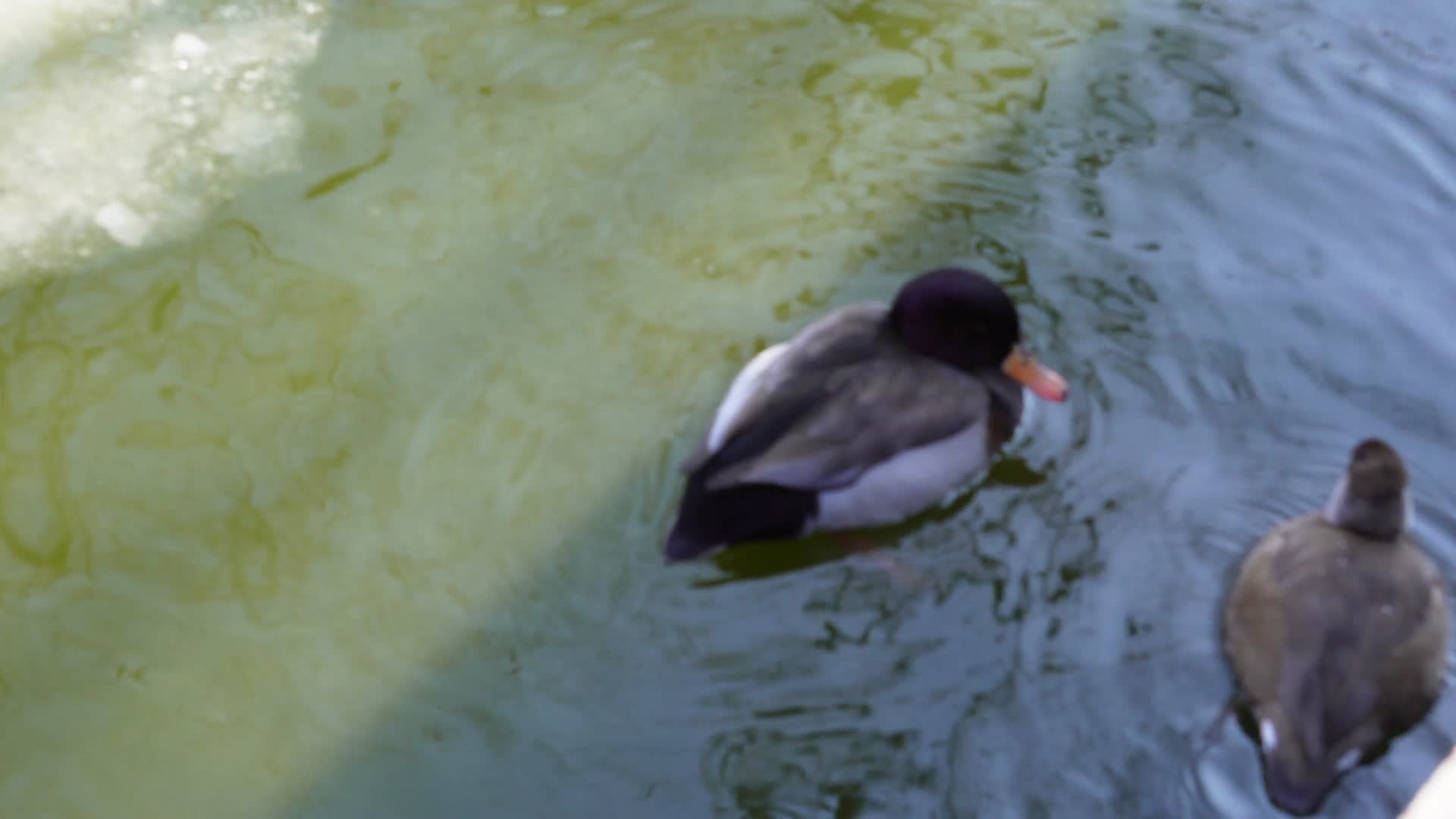 绿头鸭野鸭鸳鸯游泳游水河面波纹视频的预览图
