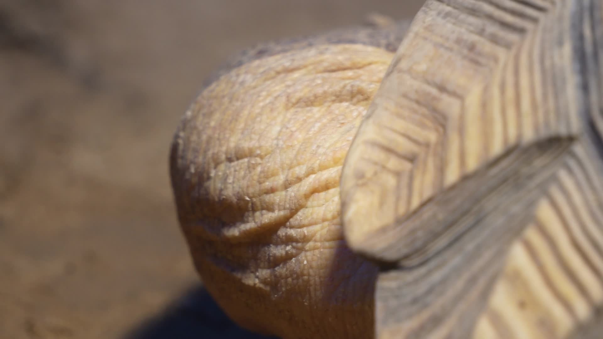 爬行动物象龟宠物龟长寿坚硬外壳视频的预览图