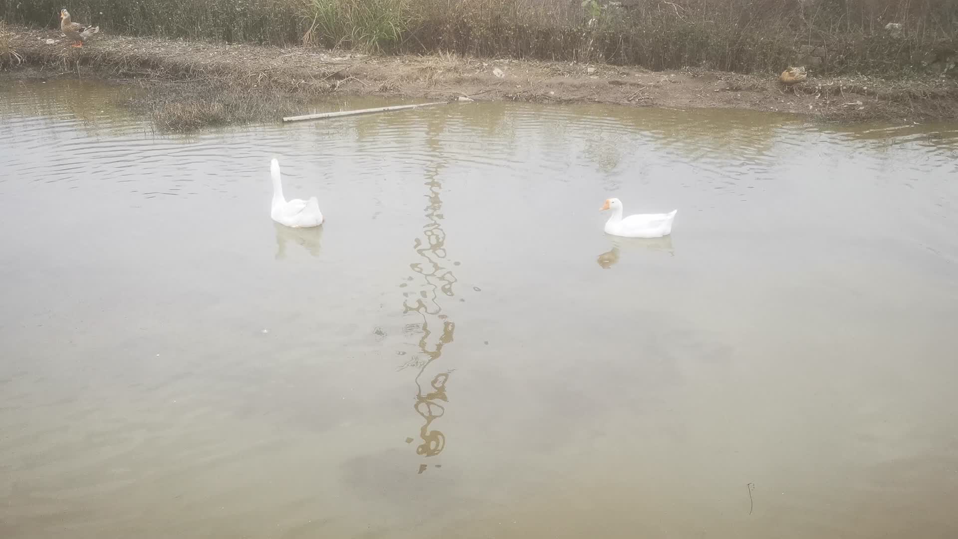 湖面鸭子鹅视频的预览图