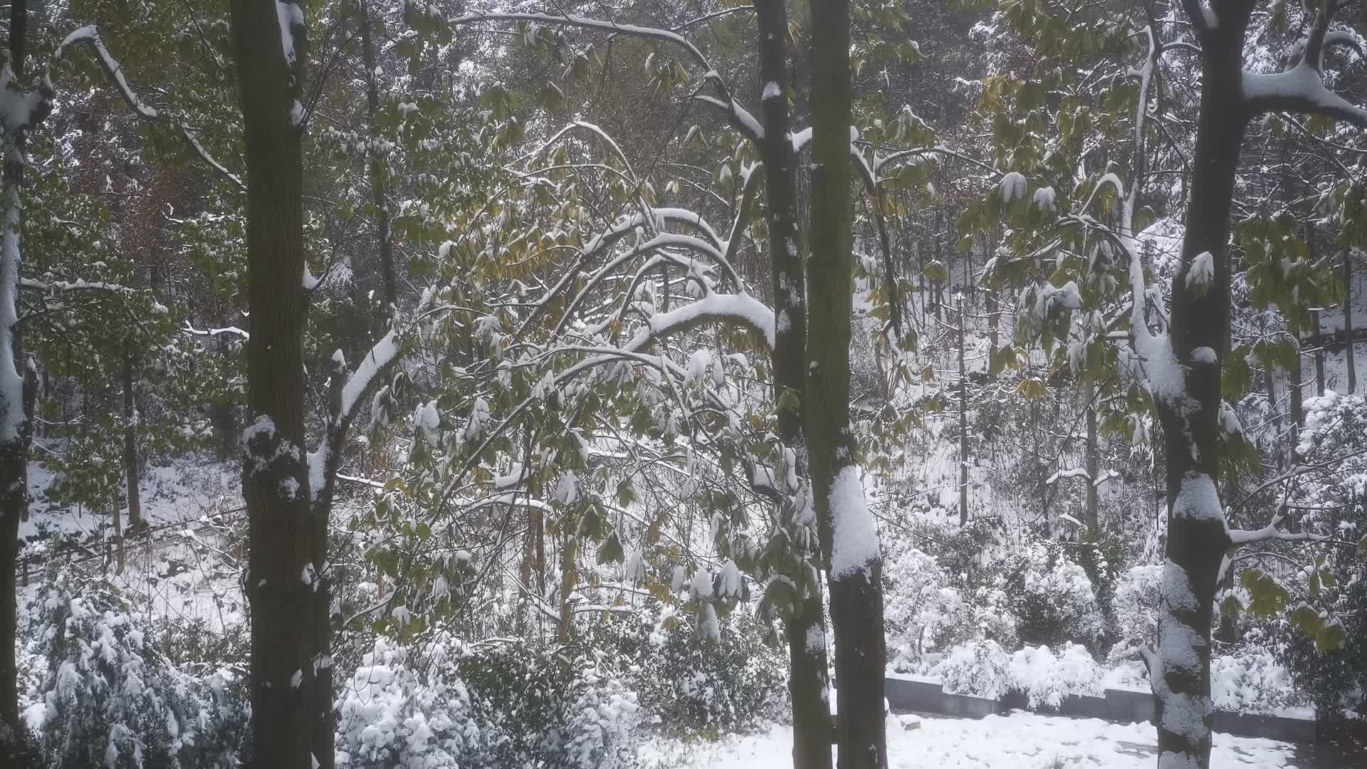 大自然冬天雪景视频的预览图