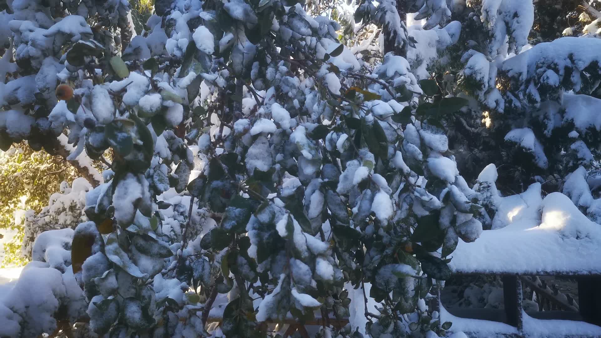 实拍冬天大雪雪景视频的预览图