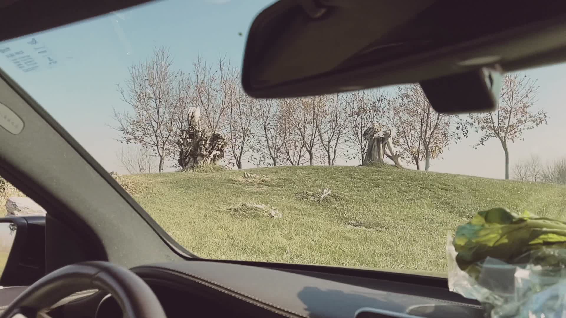 野生动物园站在树桩上的秃鹫苍鹰老鹰视频的预览图