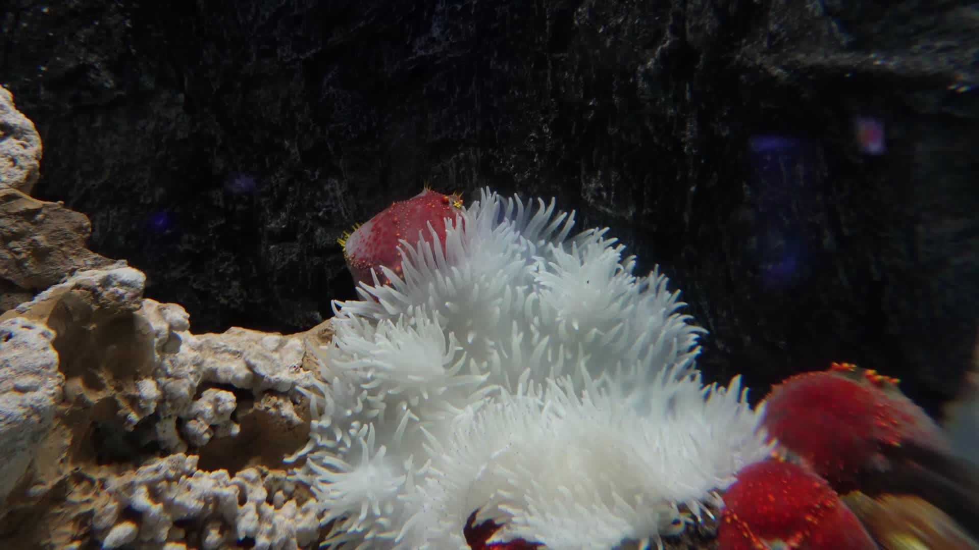 白色海葵触手珊瑚海洋和生物视频的预览图