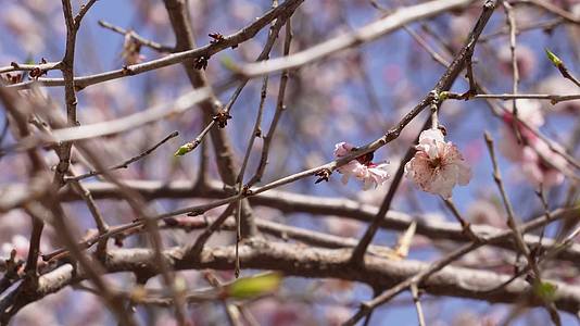 春季花朵鲜花粉色桃花视频的预览图