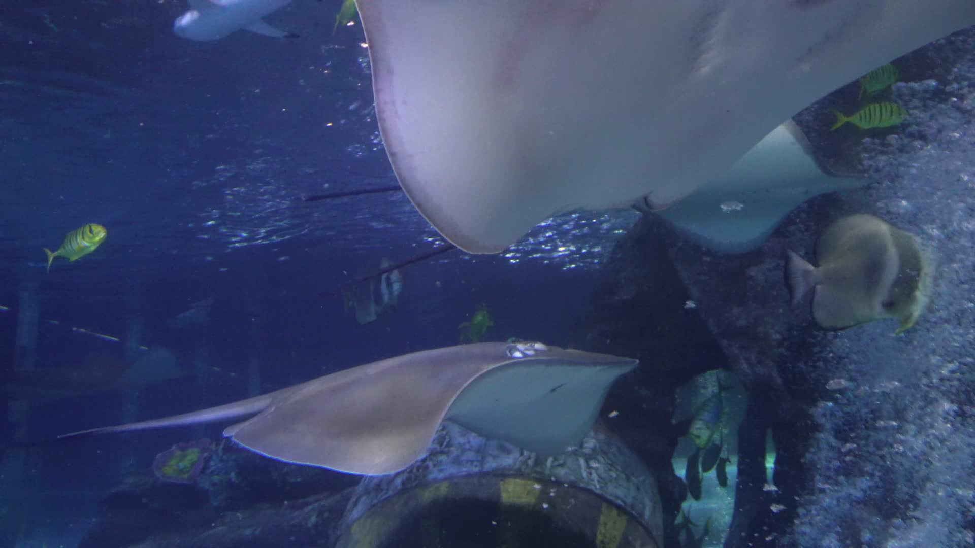 赤魟太平洋扁鲨深海鱼类视频的预览图