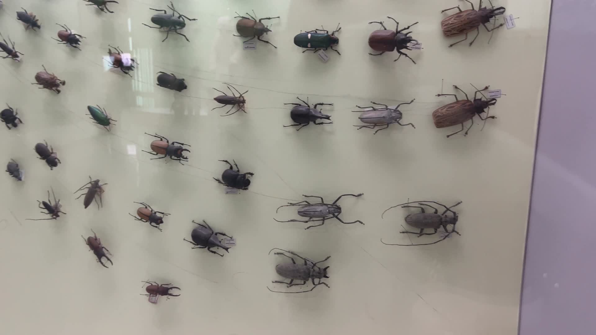 昆虫标本甲壳虫蝴蝶视频的预览图