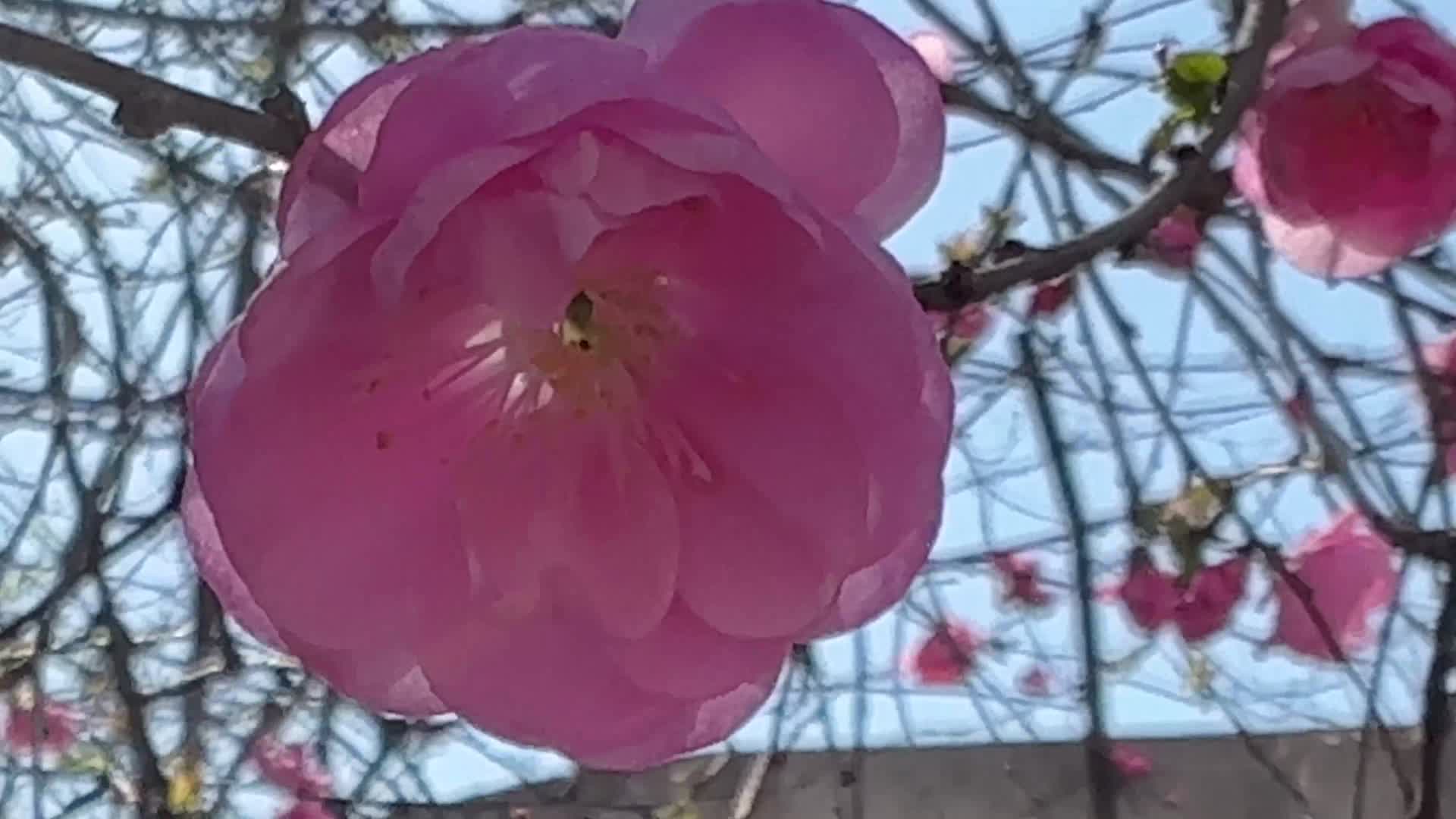 开花鲜艳花朵花蕊花瓣视频的预览图