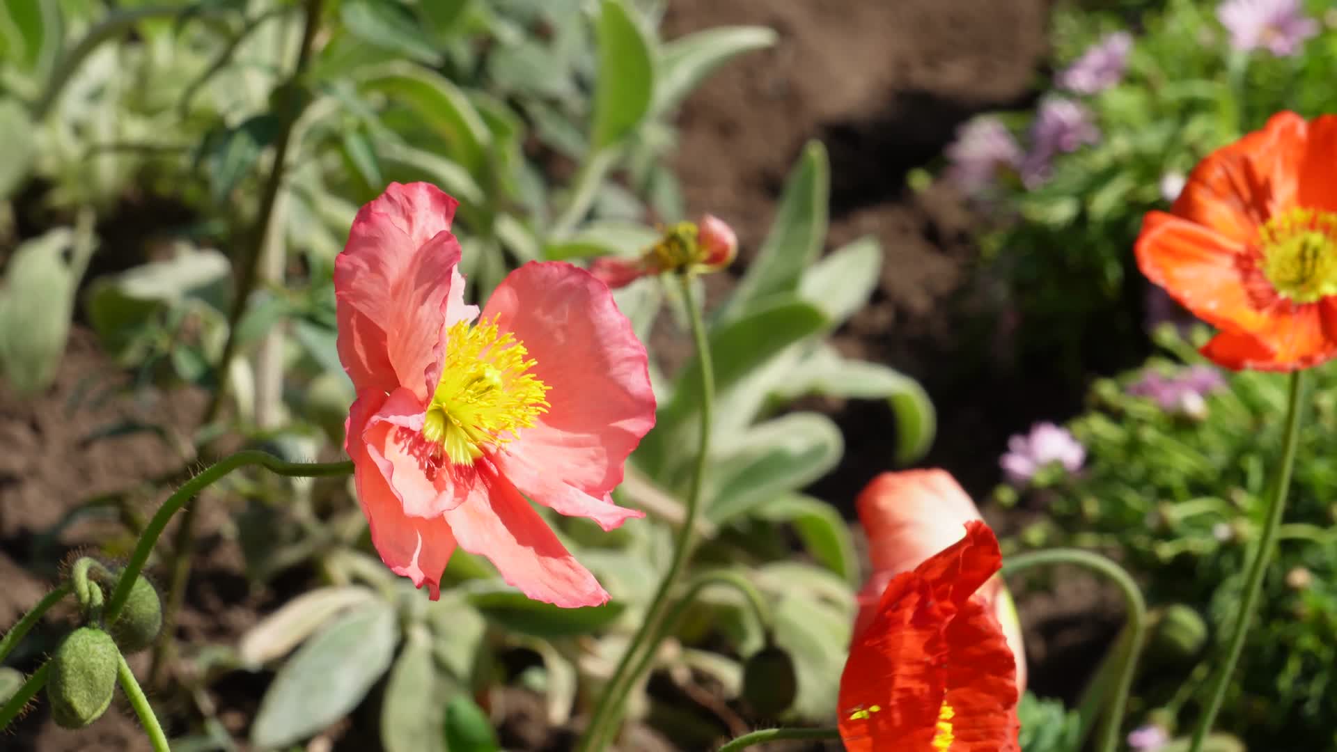 橘红色野花鲜花开花视频的预览图
