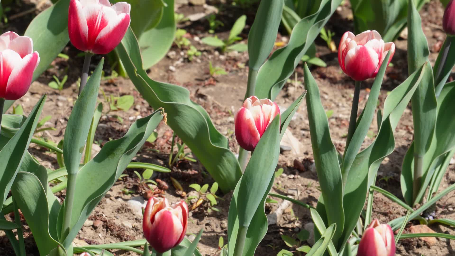 红色郁金香鲜花视频的预览图