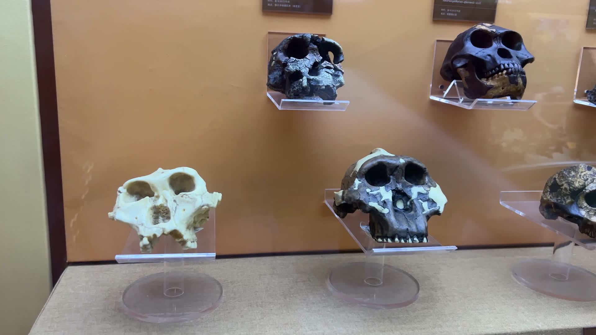 古人类原始人头骨化石骷髅视频的预览图