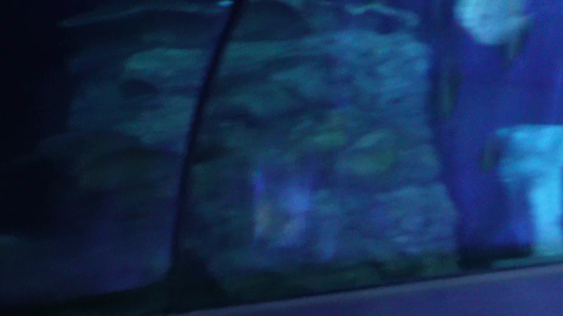海底隧道海洋馆水族馆视频的预览图