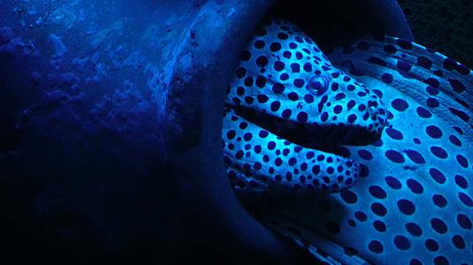 恐怖深海海鳗危险神秘视频的预览图
